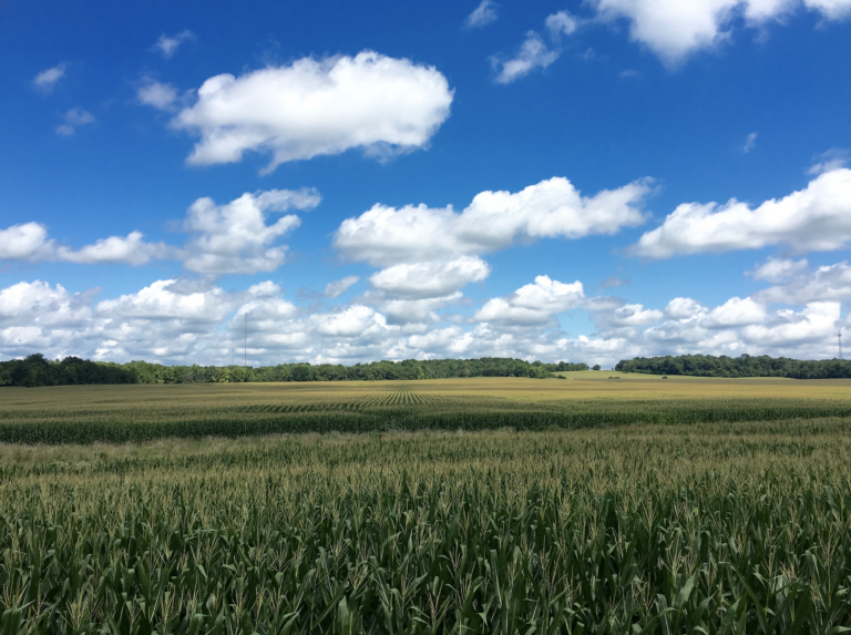Corn Field at Tassle