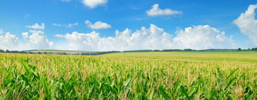 Green corn field and blue sky. Wide photo. Spring agricultural landscape.